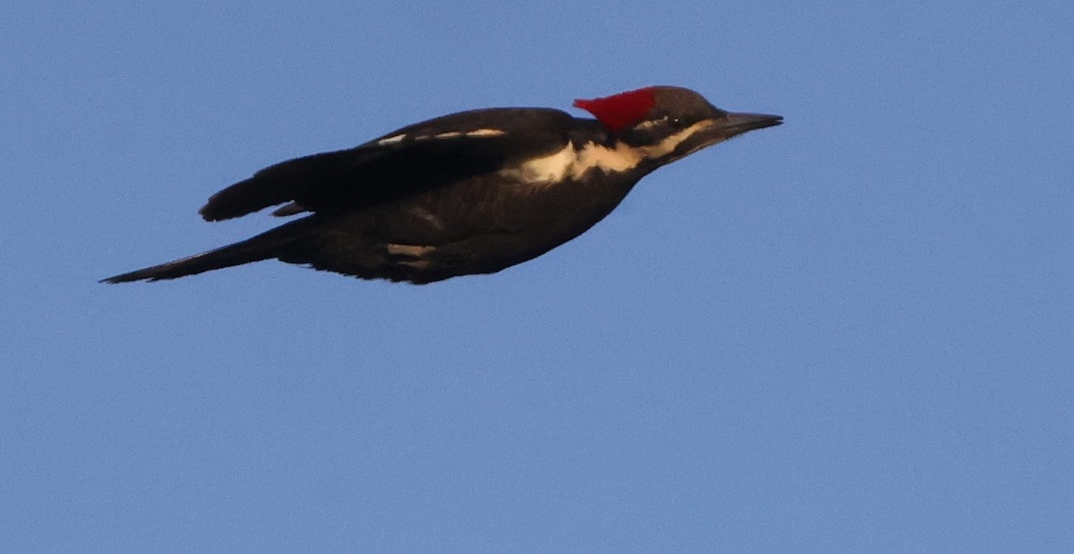 Pileated Woodpecker - ML638979889