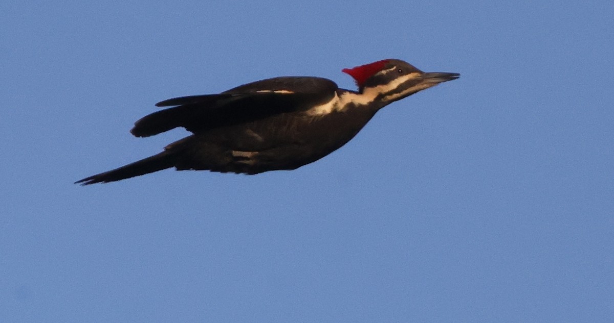 Pileated Woodpecker - ML638979890