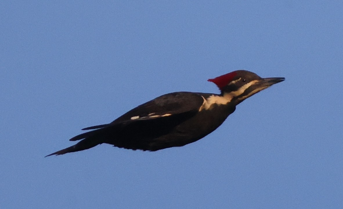 Pileated Woodpecker - ML638979891