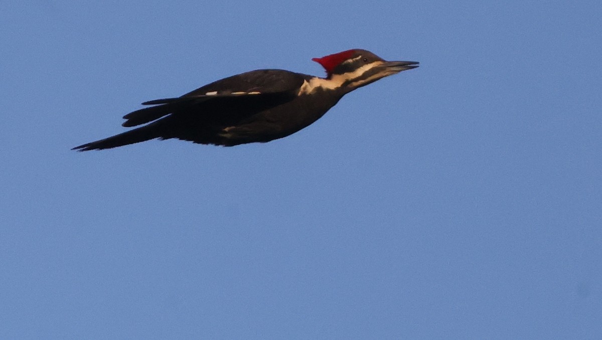 Pileated Woodpecker - ML638979896