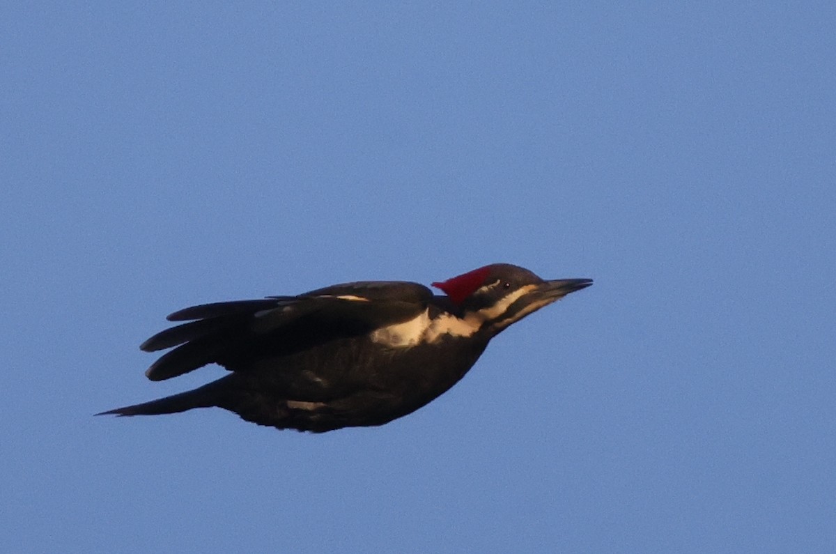 Pileated Woodpecker - ML638979897