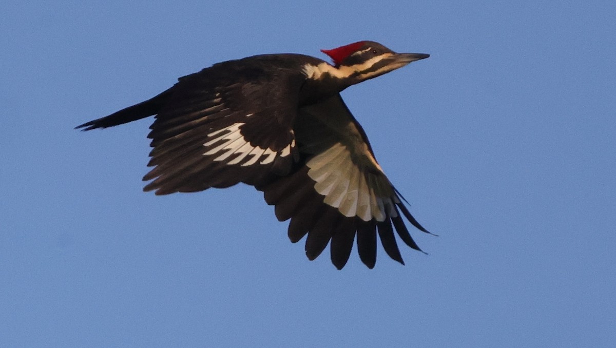 Pileated Woodpecker - ML638979898
