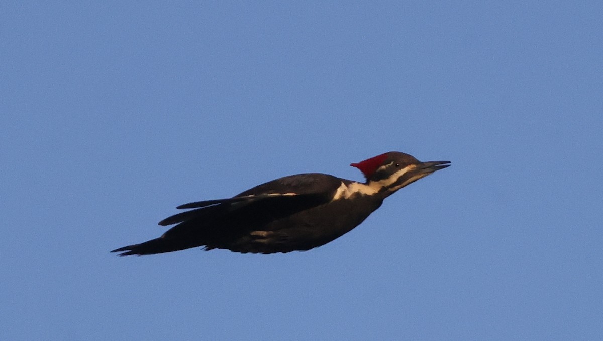 Pileated Woodpecker - ML638979900