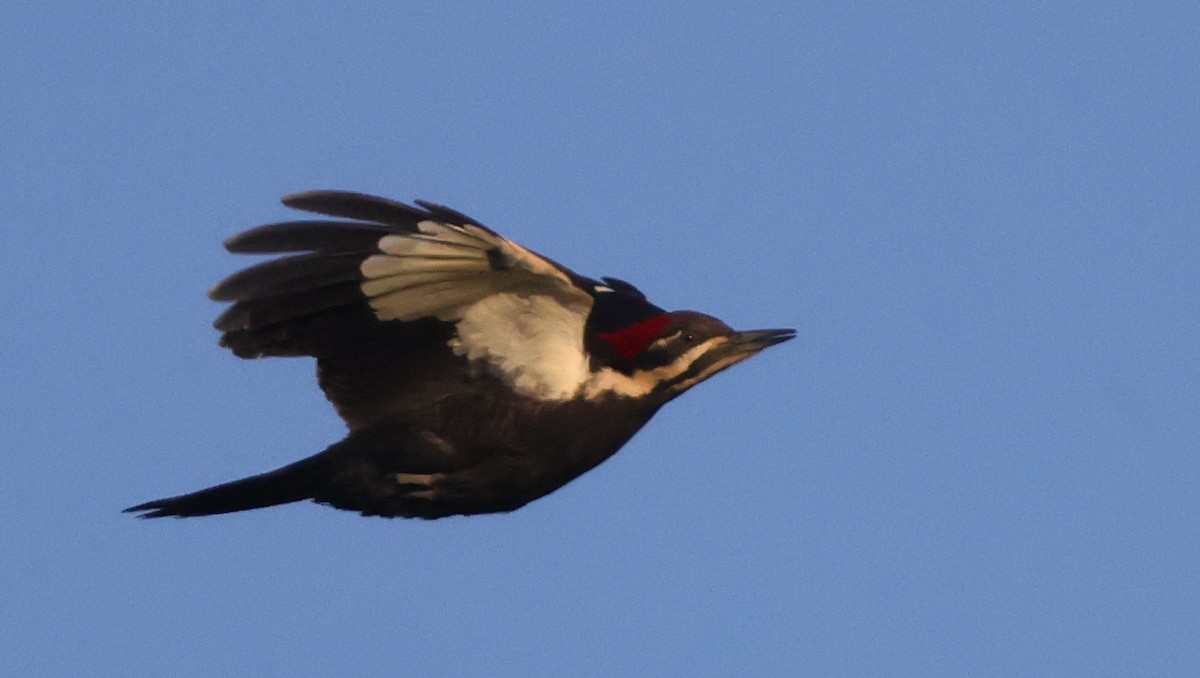 Pileated Woodpecker - ML638979901