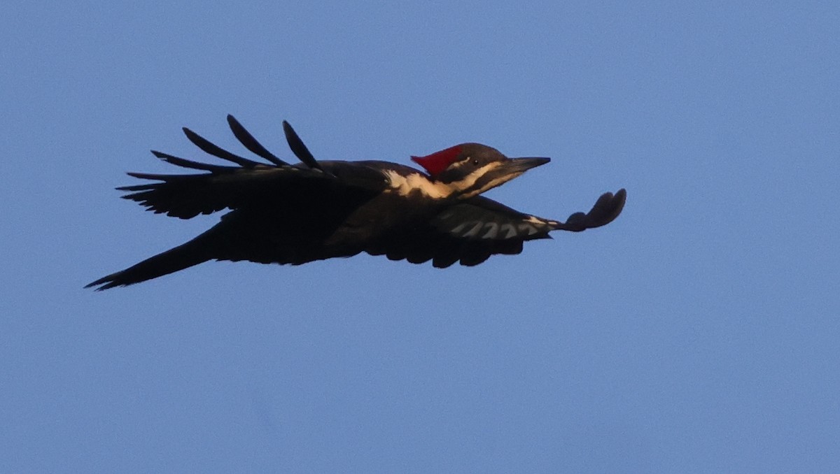 Pileated Woodpecker - ML638979903