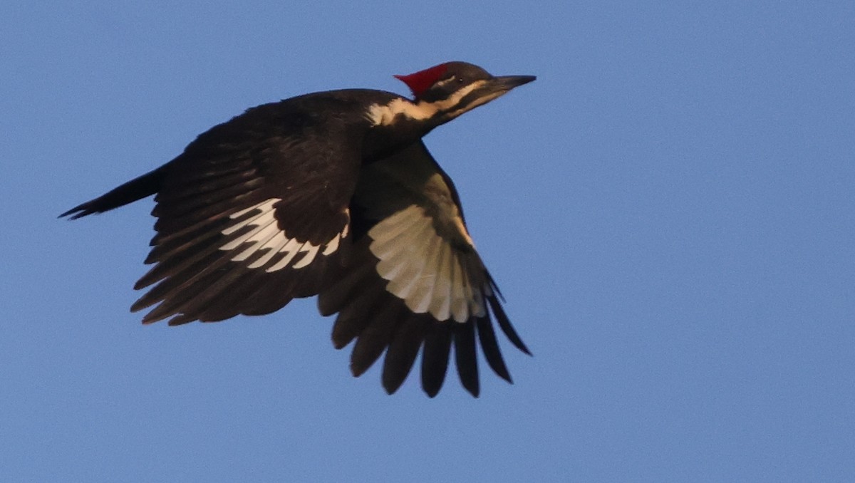 Pileated Woodpecker - ML638979904
