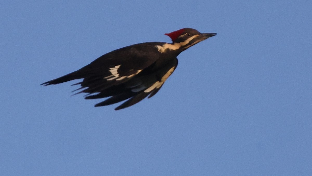 Pileated Woodpecker - ML638979905