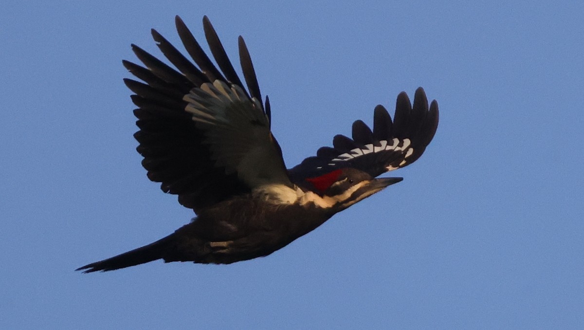 Pileated Woodpecker - ML638979906