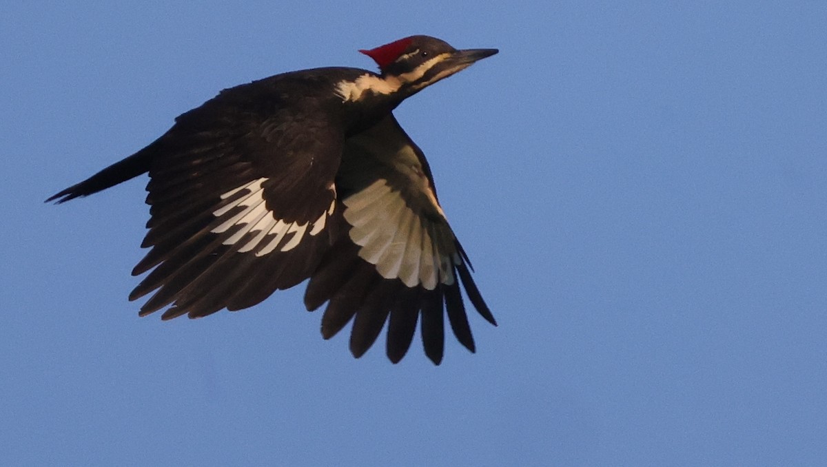 Pileated Woodpecker - ML638979907