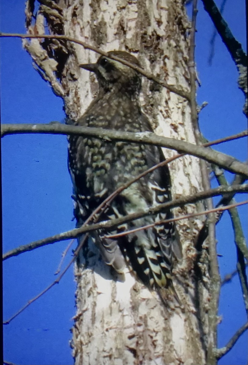 Yellow-bellied Sapsucker - ML638979922