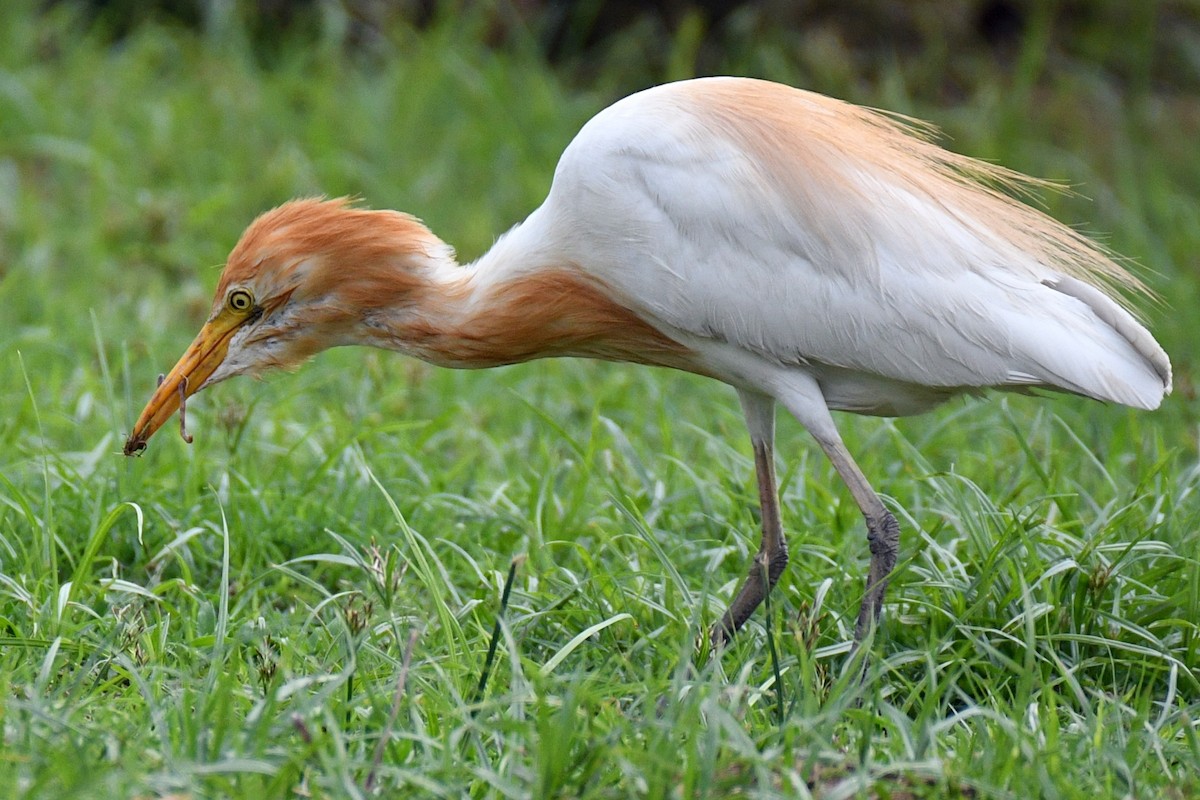 Eastern Cattle-Egret - ML638979942
