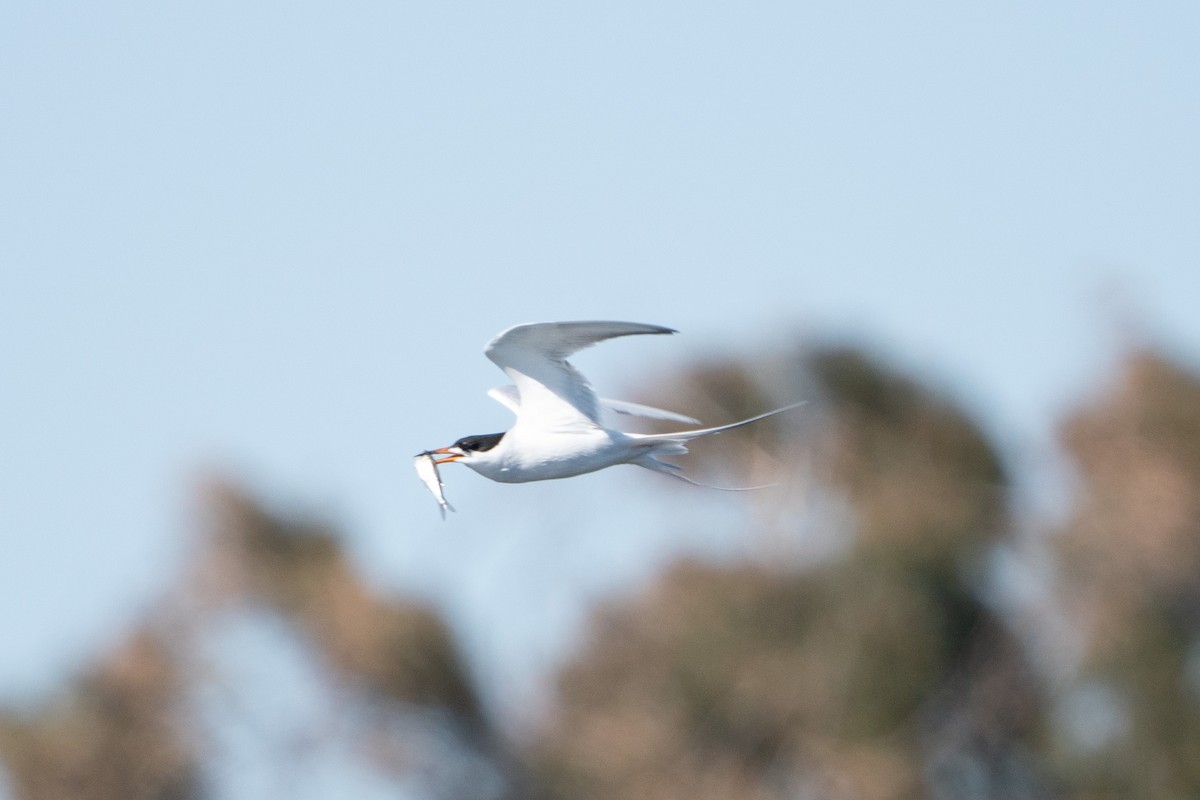Forster's Tern - ML638979947