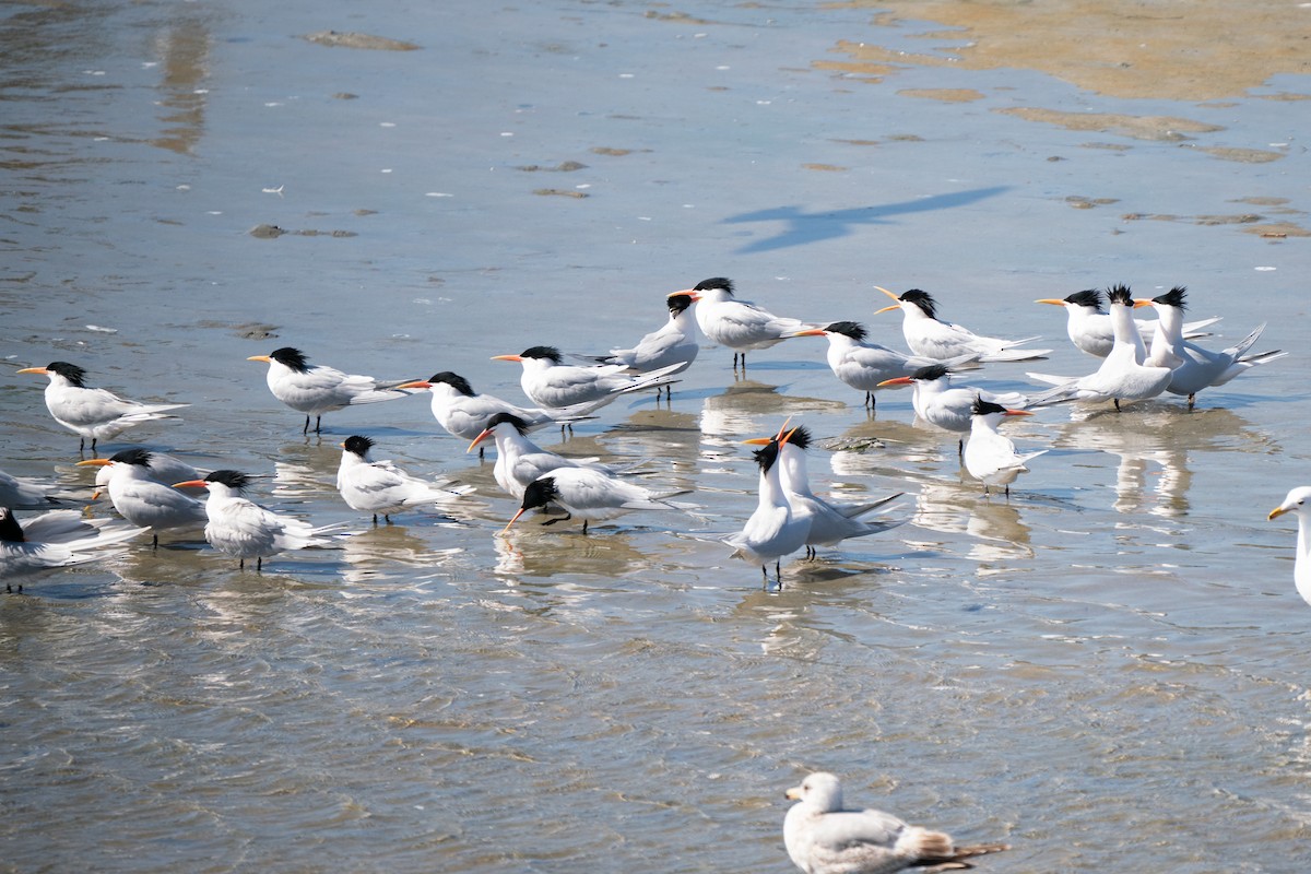 Elegant Tern - ML638979951