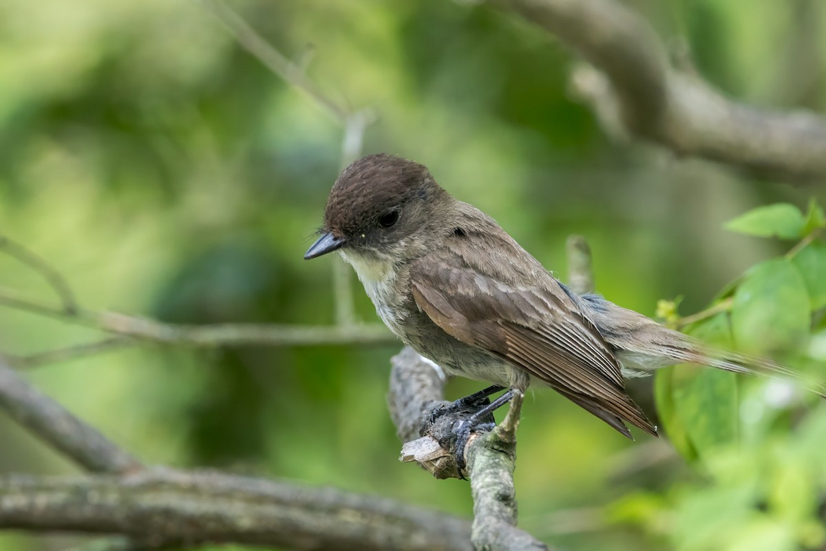 Eastern Phoebe - ML638979971