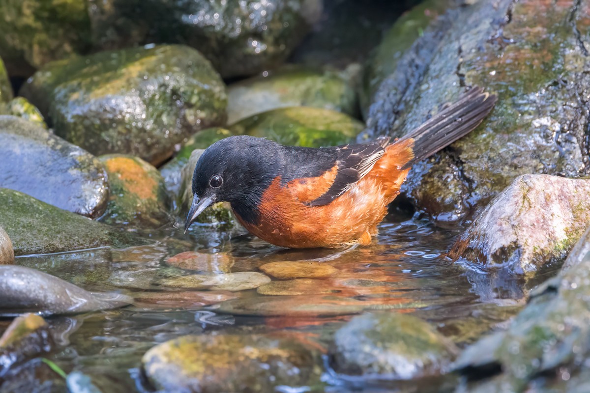 Orchard Oriole - ML638979989