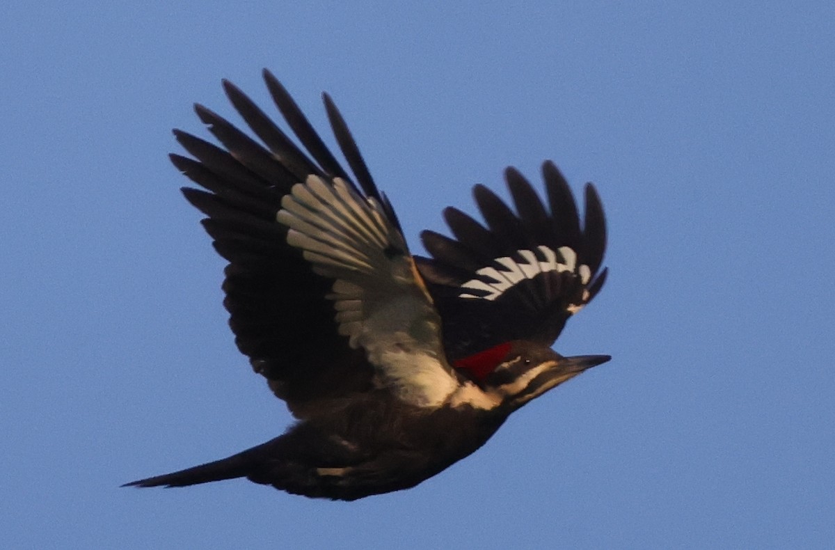 Pileated Woodpecker - ML638980000