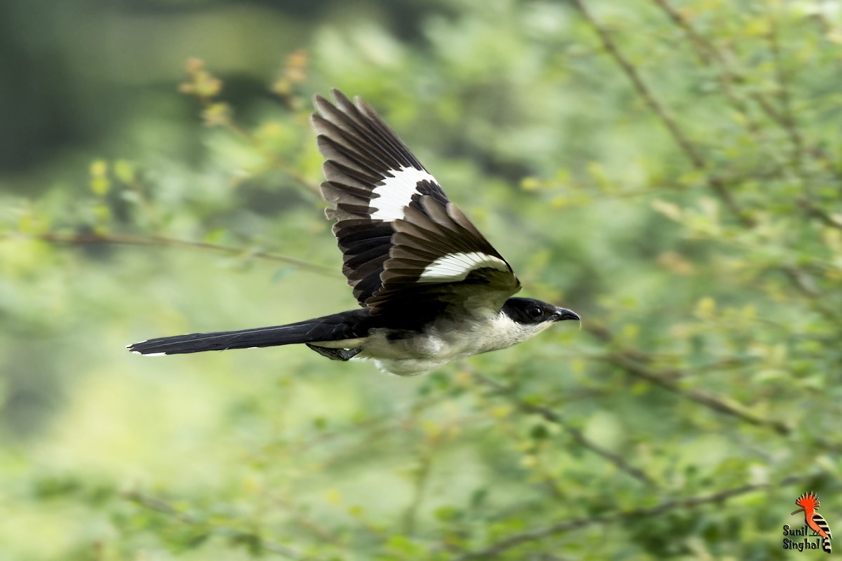 Pied Cuckoo - ML638980031