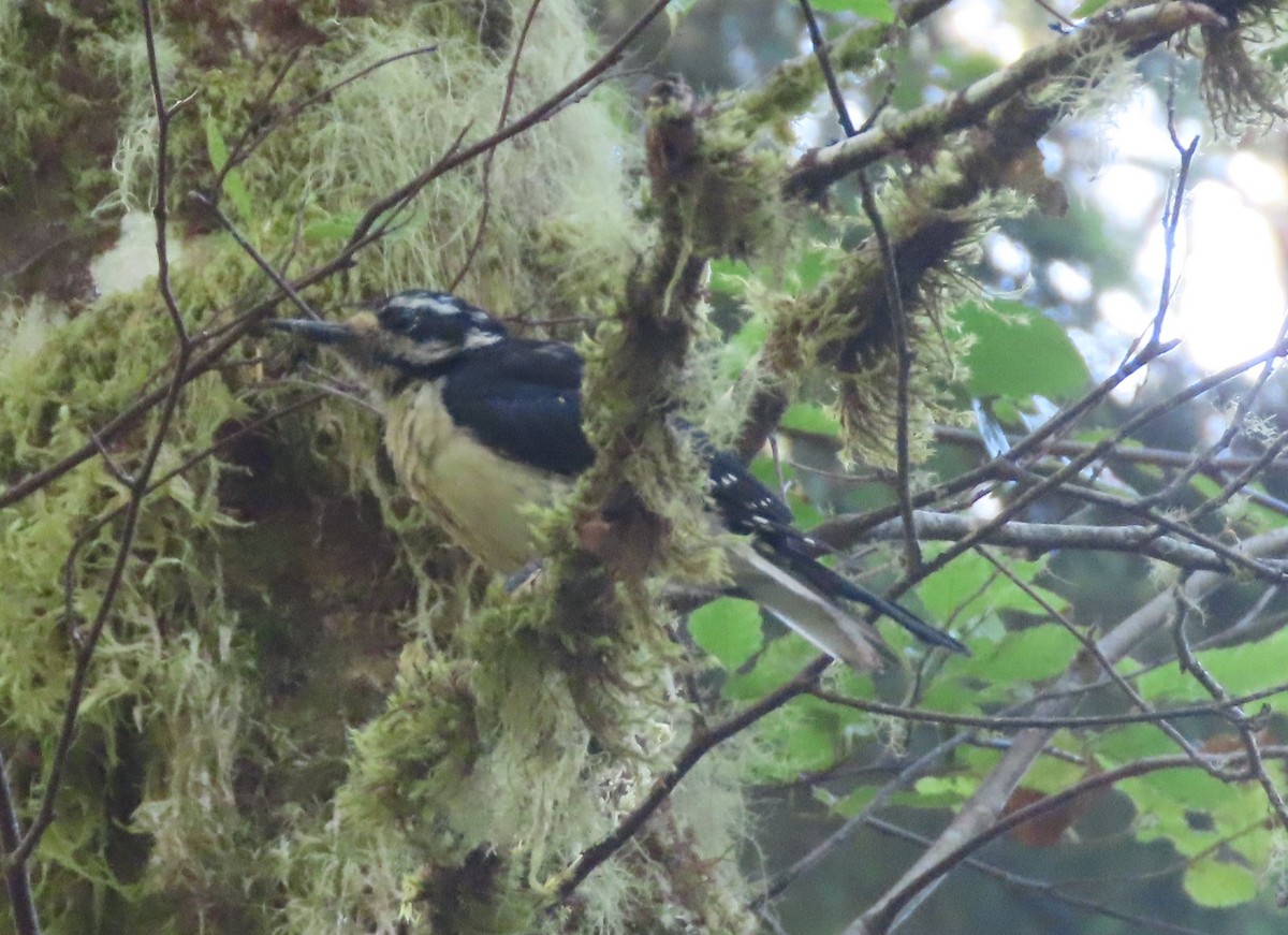 Hairy Woodpecker - ML638980036