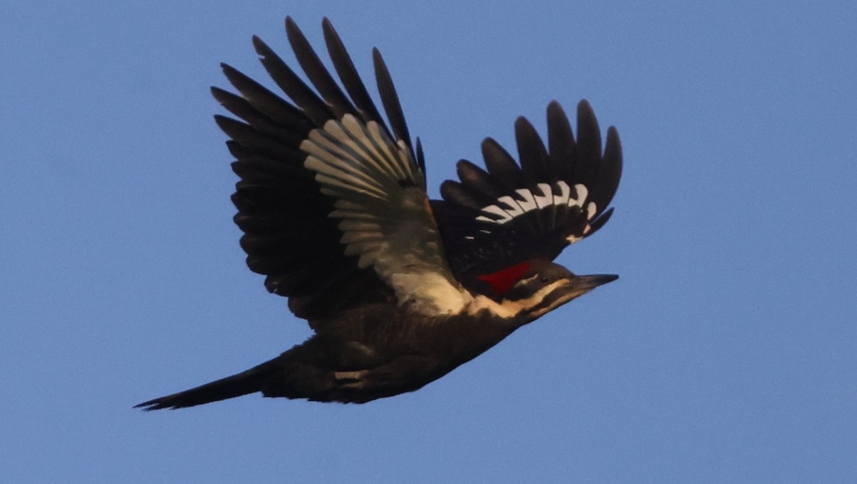 Pileated Woodpecker - ML638980038