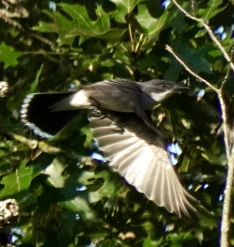 Eastern Kingbird - ML638980042