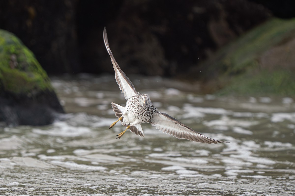 Surfbird - ML638980045