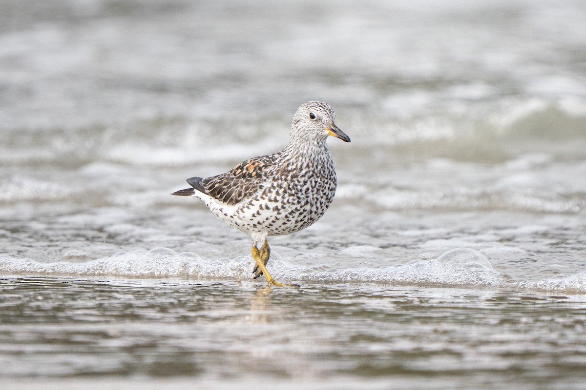 Surfbird - ML638980046