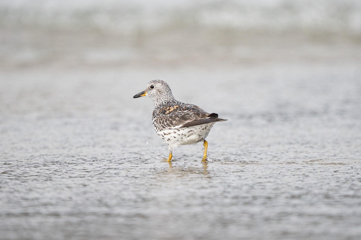 Surfbird - ML638980047
