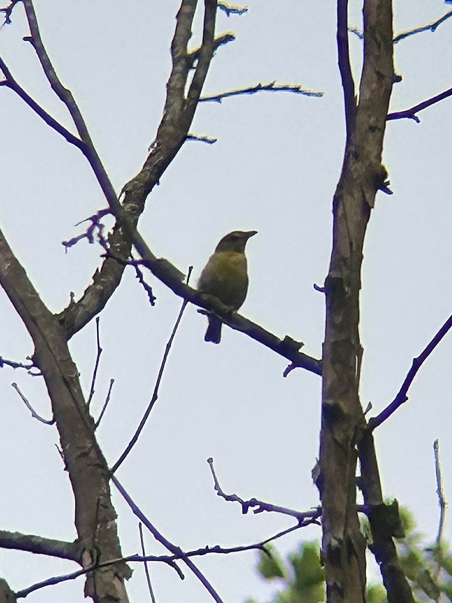 Yellow-throated Vireo - ML638980048