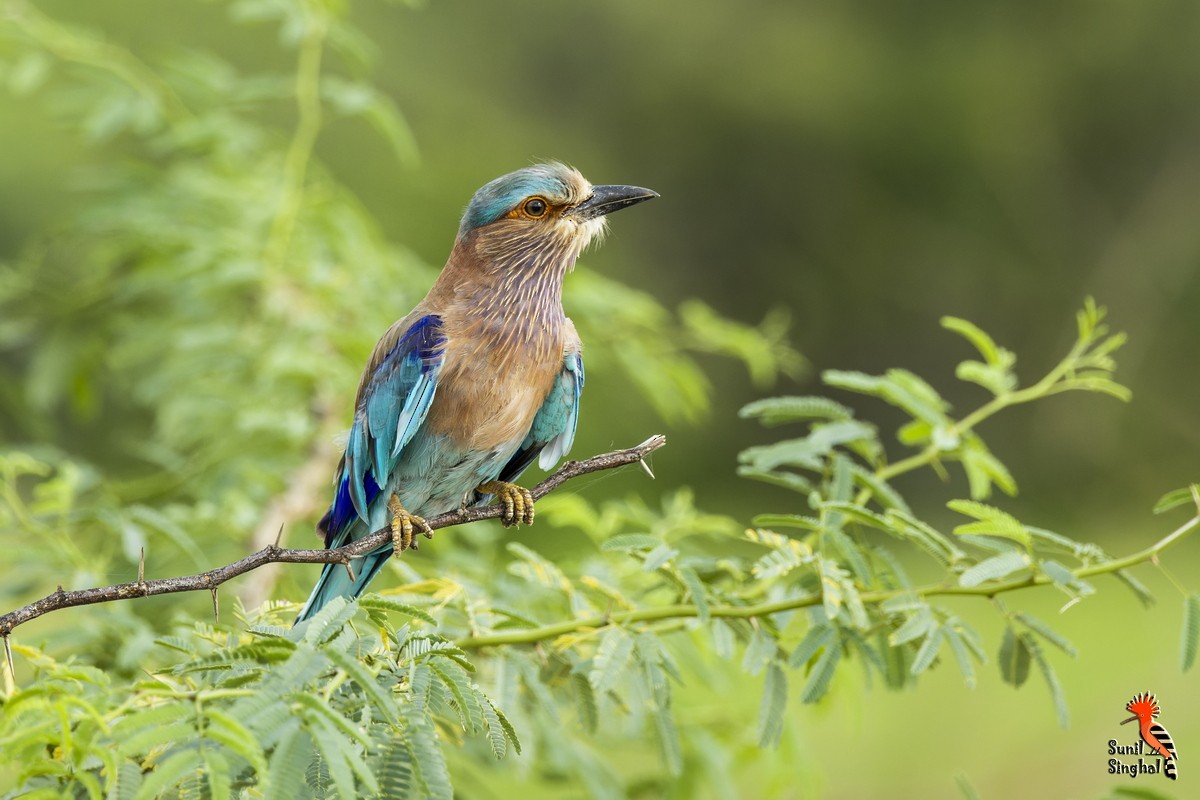 Indian Roller - ML638980051