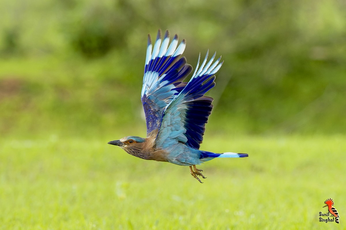 Indian Roller - ML638980052