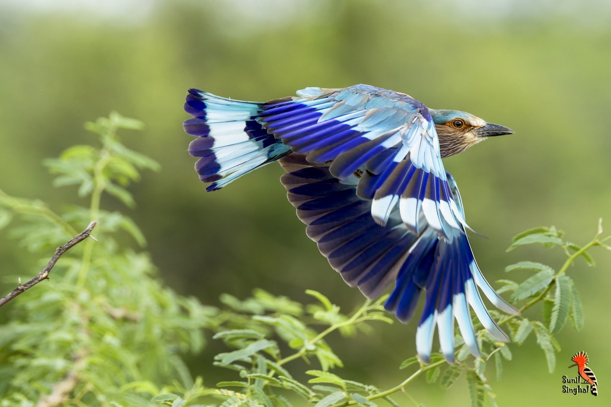 Indian Roller - ML638980053