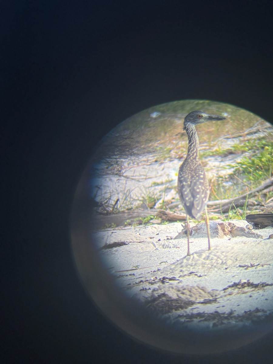 Yellow-crowned Night Heron - ML638980055