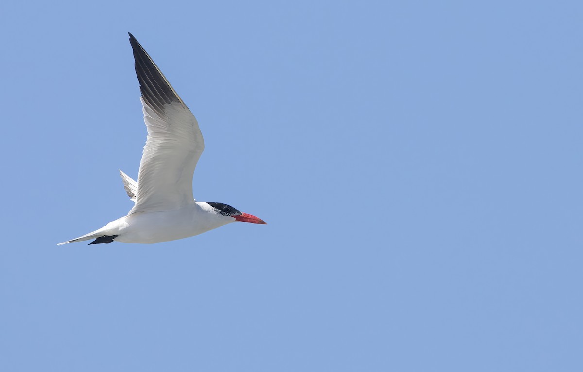 Caspian Tern - ML638980056