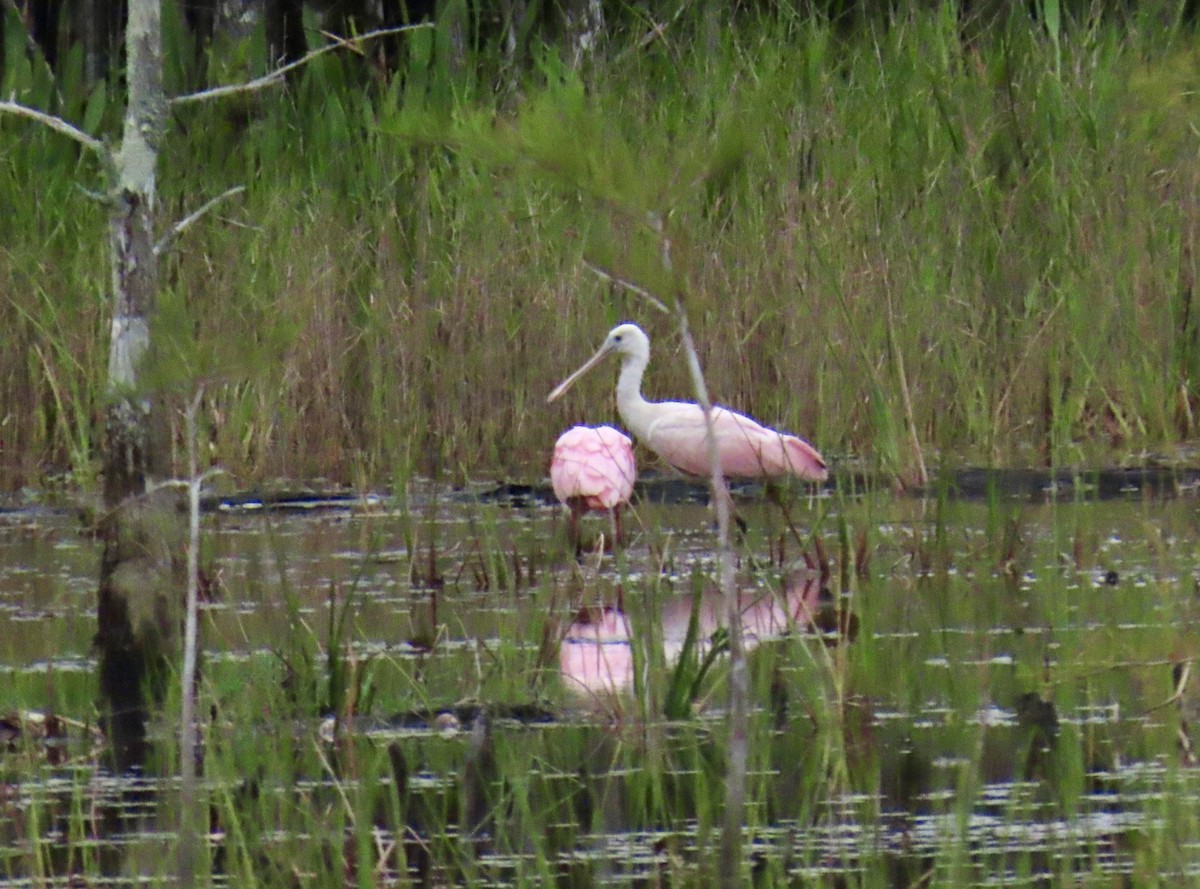 Roseate Spoonbill - ML638980057