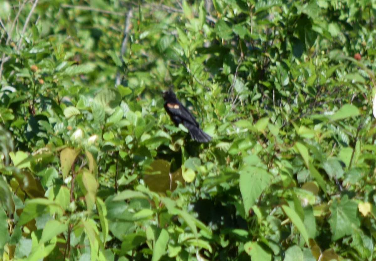 Red-winged Blackbird - ML638980058