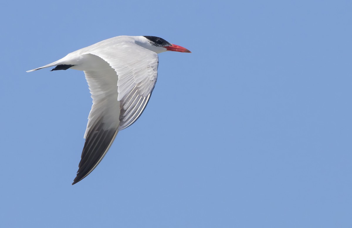 Caspian Tern - ML638980060