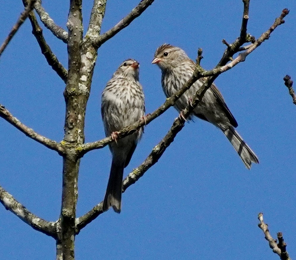 Chipping Sparrow - ML638980061