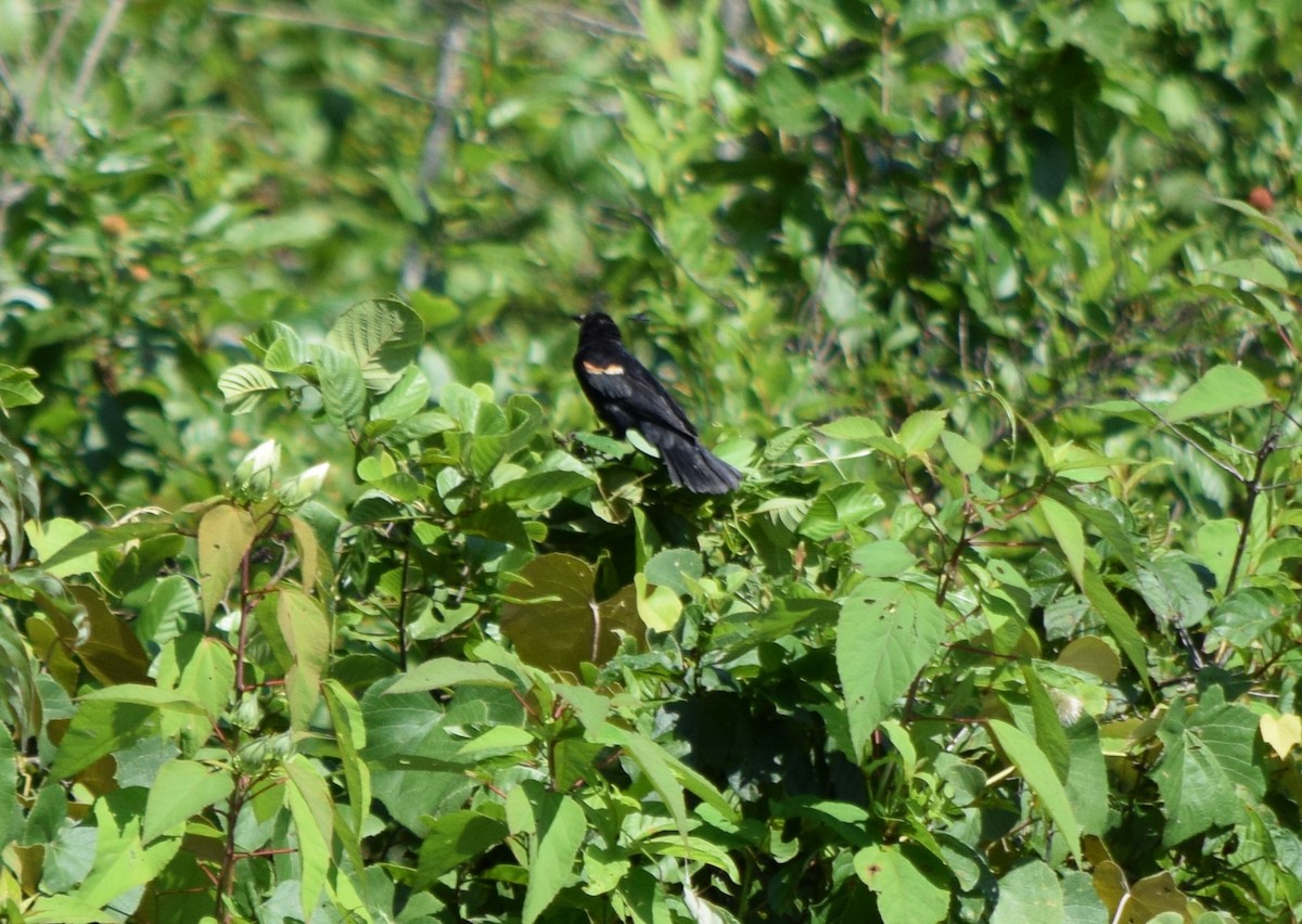Red-winged Blackbird - ML638980063