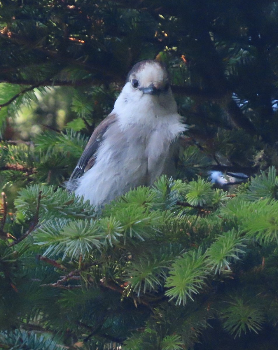Canada Jay - ML638980082