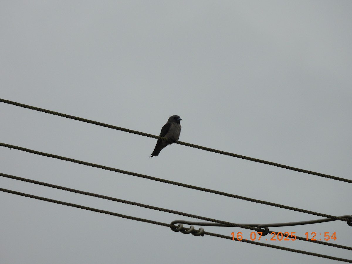 Ashy Woodswallow - ML638980087
