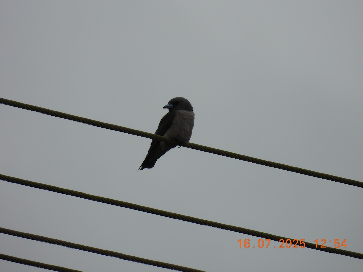 Ashy Woodswallow - ML638980088