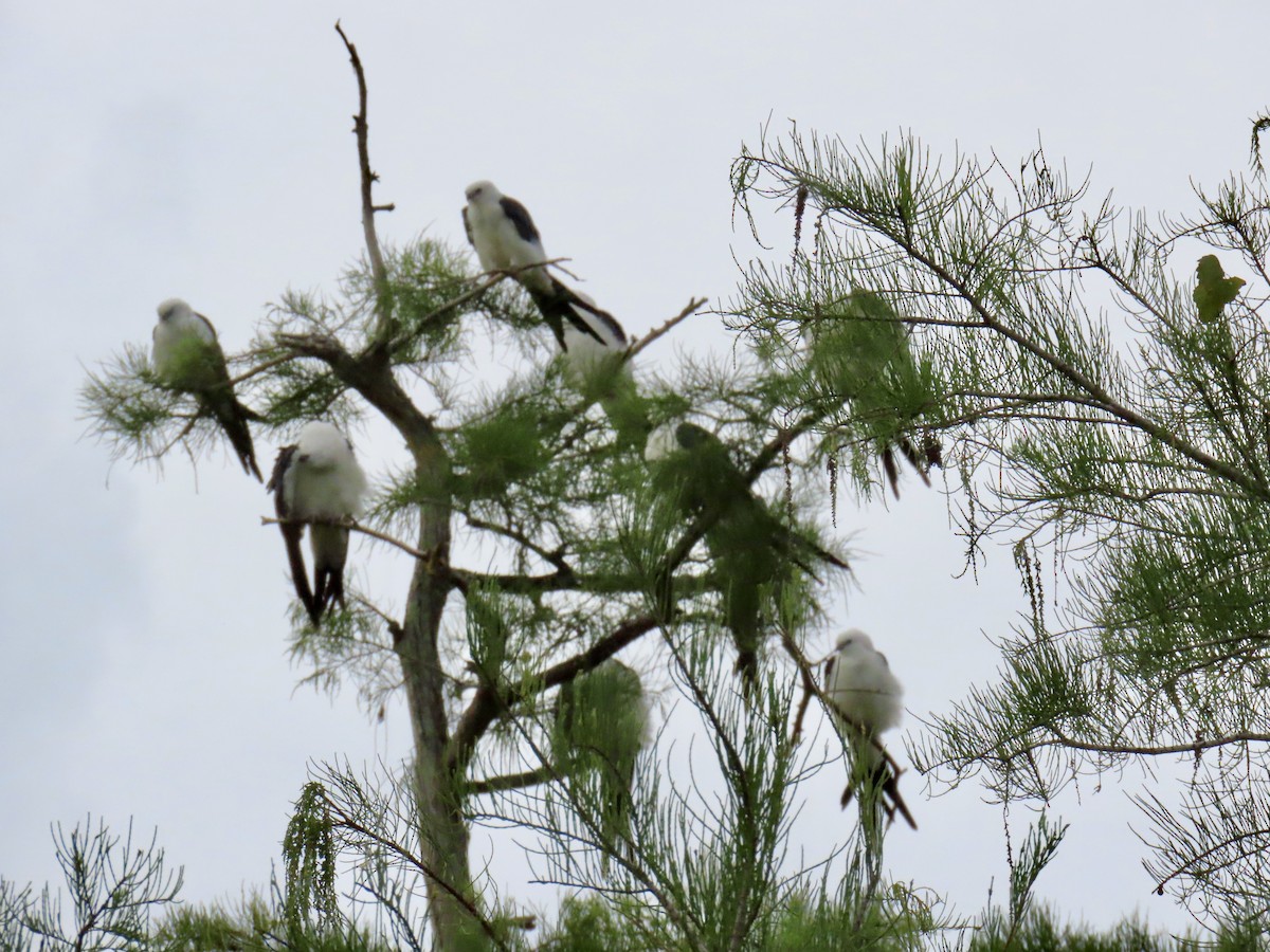 Swallow-tailed Kite - ML638980107