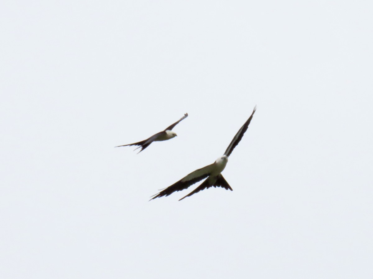 Swallow-tailed Kite - ML638980108
