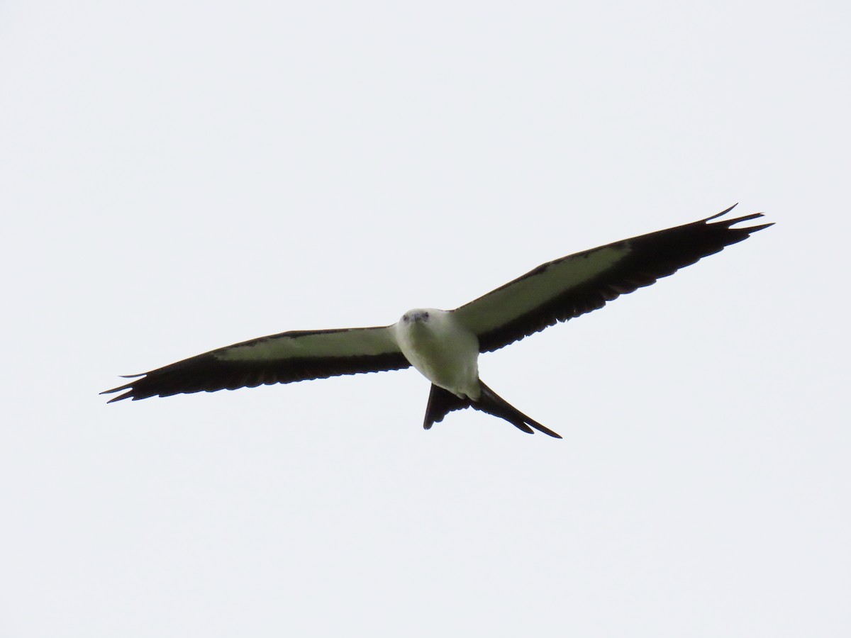 Swallow-tailed Kite - ML638980109