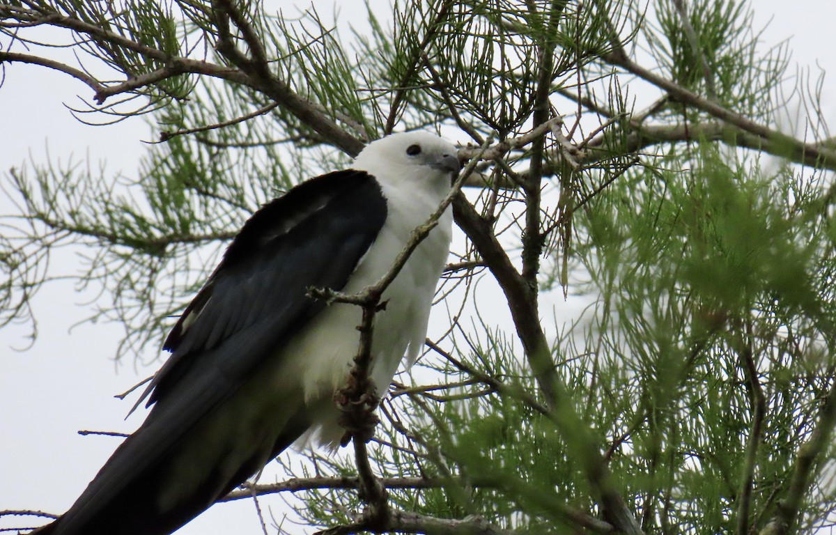 Swallow-tailed Kite - ML638980110