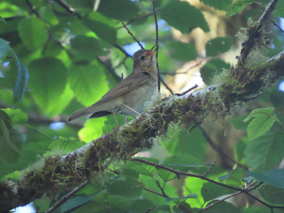 Swainson's Thrush - ML638980115