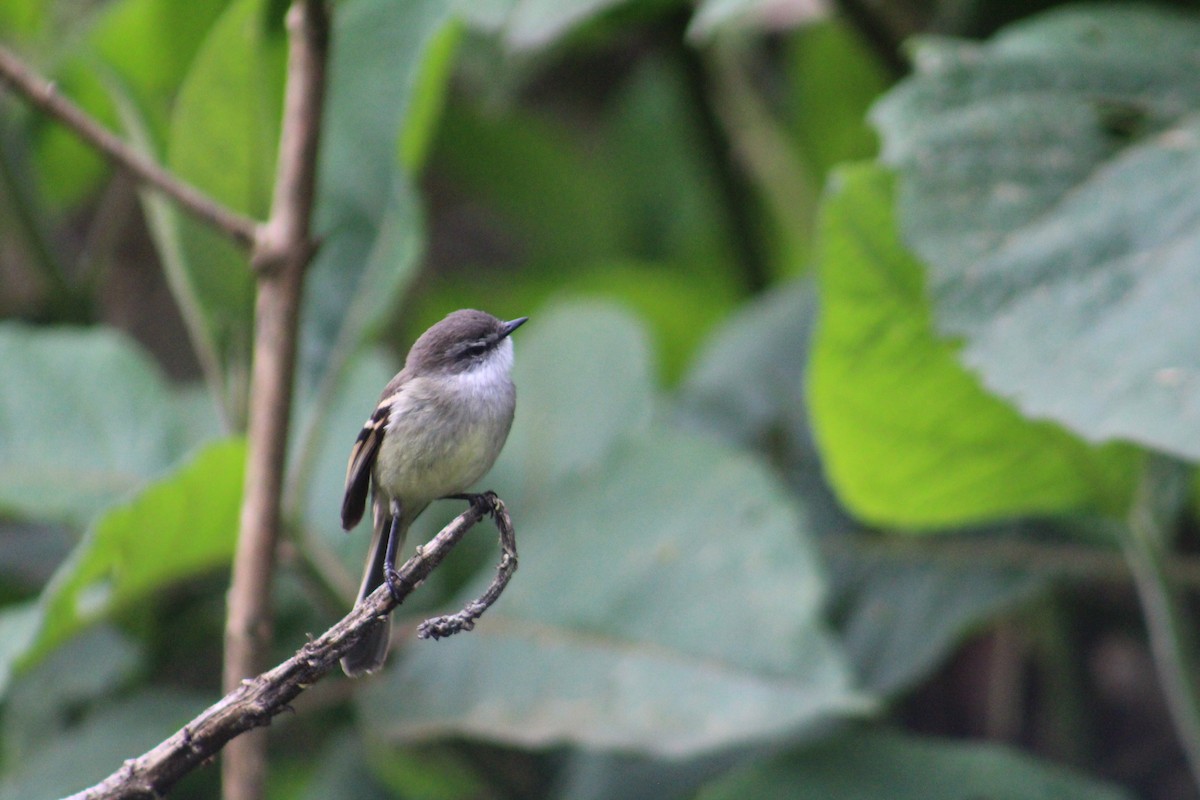 White-throated Tyrannulet - ML638980164