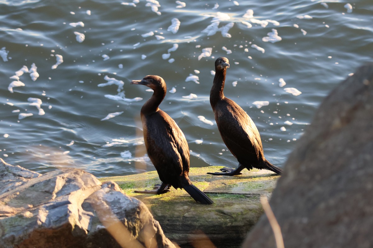 Brandt's Cormorant - ML638980169