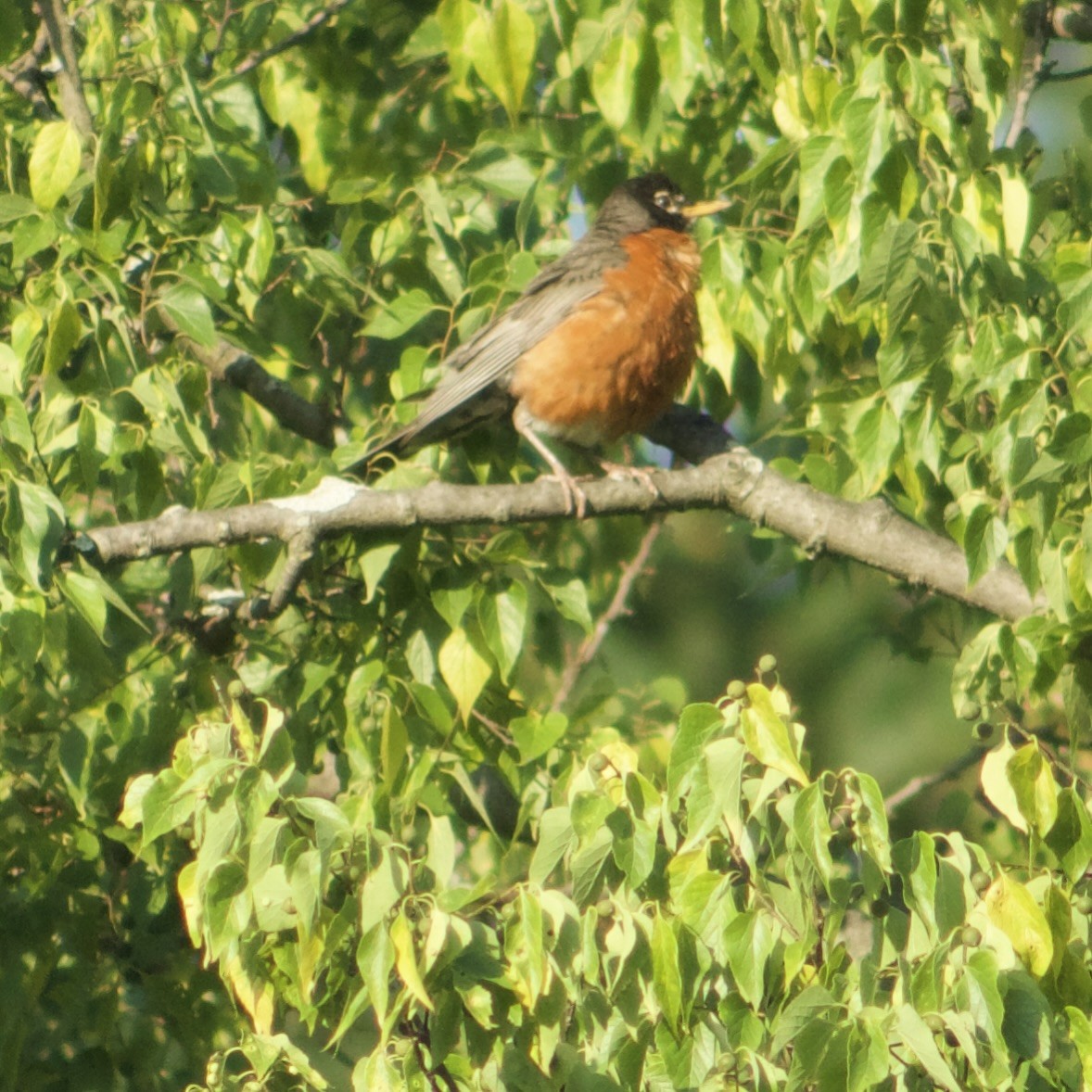 American Robin - ML638980232