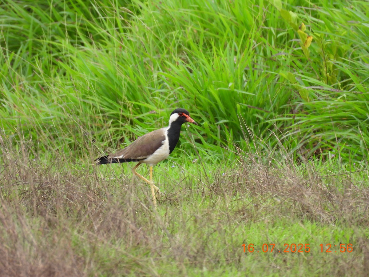 Red-wattled Lapwing - ML638980241